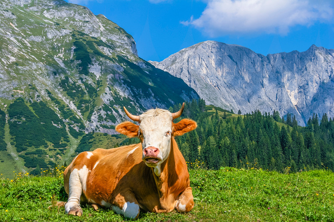 Cow resting, Salzburgerland