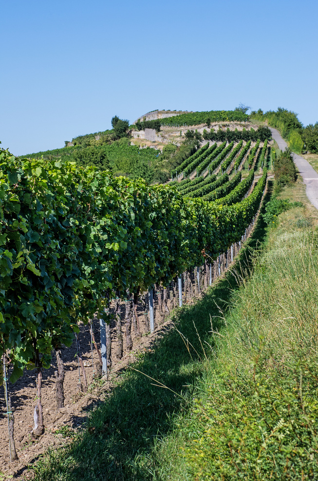 Vineyard in Rhineland Palatinate