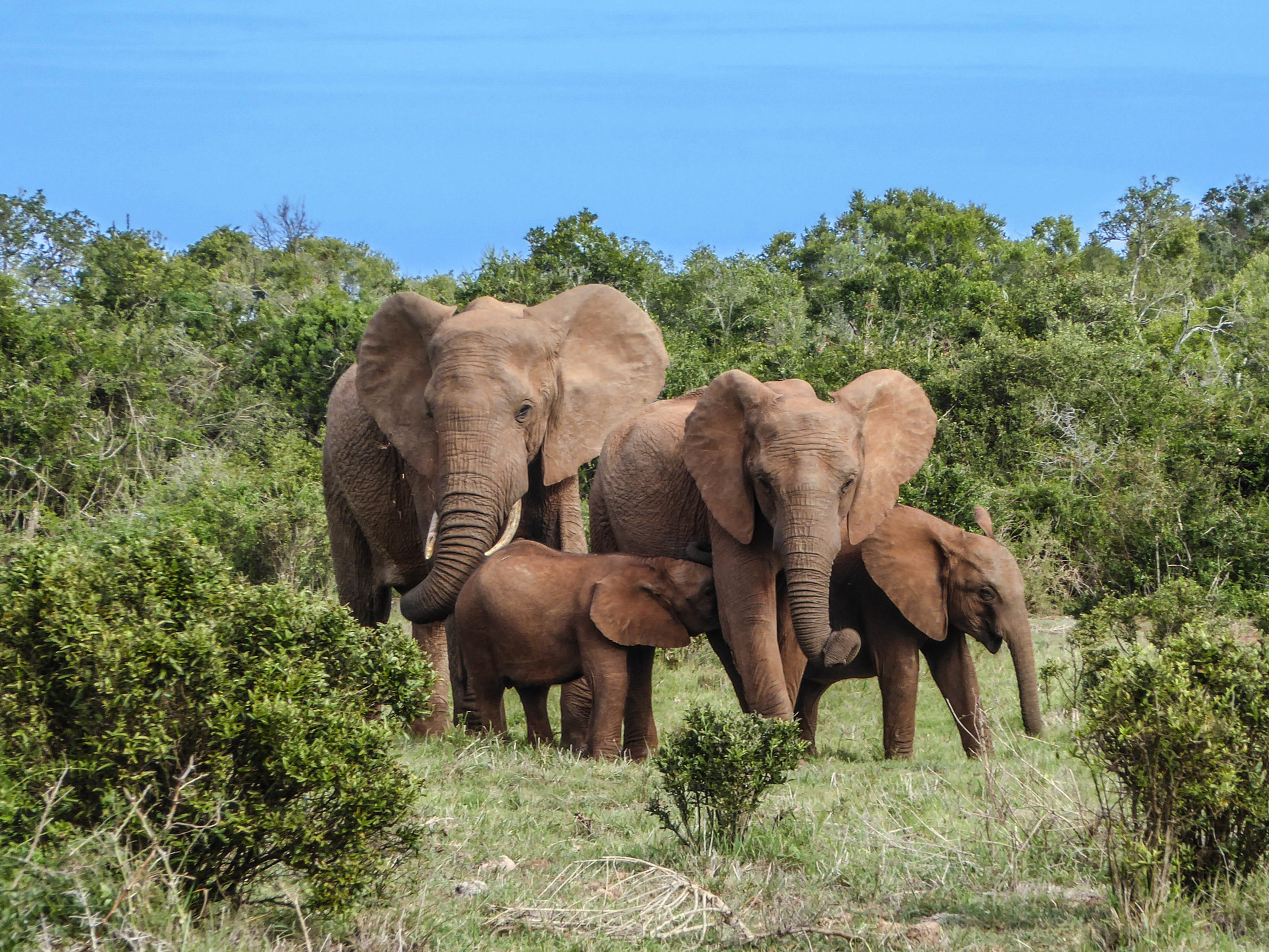 Elephant Family in South Africa